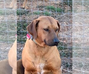 Mother of the Rhodesian Ridgeback puppies born on 04/19/2021