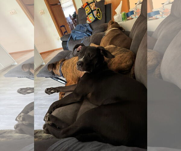 Medium Photo #2 American Pit Bull Terrier-Labrador Retriever Mix Puppy For Sale in Germantown, OH, USA