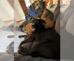 Small #1 American Pit Bull Terrier-Labrador Retriever Mix