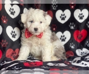 Aussiedoodle Miniature  Dog for Adoption in LAKELAND, Florida USA