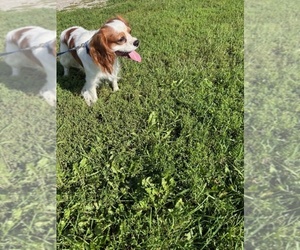 Father of the Cavalier King Charles Spaniel puppies born on 07/25/2025