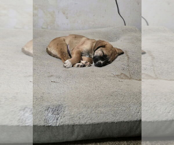 Medium Photo #2 Great Pyrenees-Unknown Mix Puppy For Sale in Aurora, IN, USA