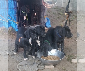 Great Dane Puppy for sale in MILLERTON, PA, USA