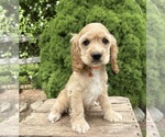 Small #1 Cocker Spaniel
