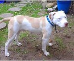 Small #3 American Staffordshire Terrier