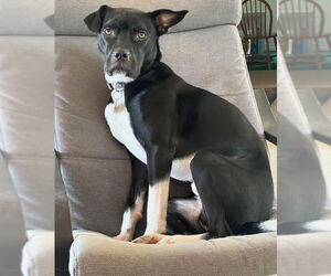 Labrador Retriever-Unknown Mix Dogs for adoption in Doylestown, PA, USA