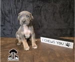 Puppy Puppy 7 Great Dane