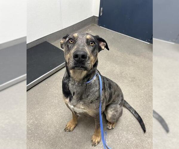 Medium Photo #1 Catahoula Leopard Dog-Unknown Mix Puppy For Sale in HESPERIA, CA, USA