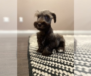 Schnauzer (Miniature) Puppy for sale in BRIGHTON, CO, USA