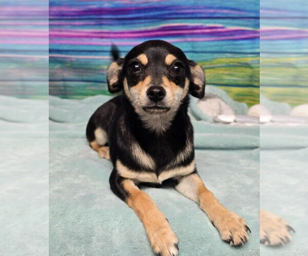 Medium Photo #1 Chihuahua Puppy For Sale in Lakewood, CO, USA