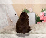 Small Photo #7 Goldendoodle-Poodle (Miniature) Mix Puppy For Sale in WARSAW, IN, USA