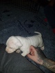 Small #29 American Pit Bull Terrier