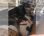 Small Photo #4 Doberman Pinscher Puppy For Sale in MIDWEST CITY, OK, USA
