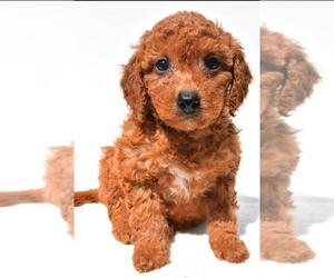 Shih-Poo Puppy for sale in DURHAM, CT, USA