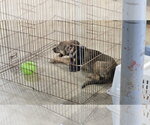 Small #7 German Shepherd Dog Mix