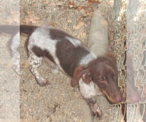 Father of the Dachshund puppies born on 04/15/2025