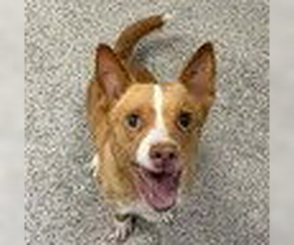 Medium Photo #1 Chihuahua-Unknown Mix Puppy For Sale in Bristol, CT, USA