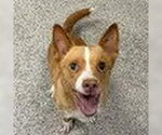 Small Chihuahua Mix