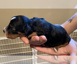 Puppy 7 Aussie-Poo-Cavapoo Mix