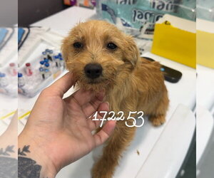 Dachshund Dogs for adoption in Chico, CA, USA