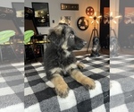 Small Photo #8 German Shepherd Dog Puppy For Sale in FRANKLIN, IN, USA