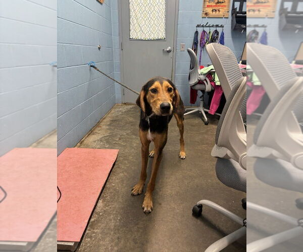 Medium Photo #4 Black and Tan Coonhound-Unknown Mix Puppy For Sale in Evansville, IN, USA
