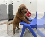 Small #2 Golden Retriever