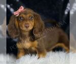 Small #3 Dachshund