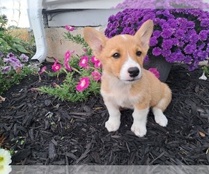 Medium Pembroke Welsh Corgi