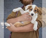 Small #3 Mutt