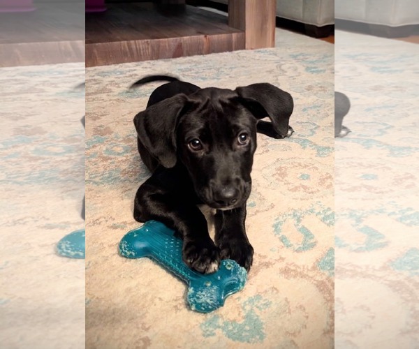 Medium Photo #1 Labrador Retriever-Unknown Mix Puppy For Sale in SHERBURNE, NY, USA