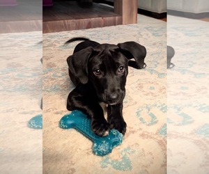 Luna (NY-Danielle) - Female Labrador Retriever-Unknown Mix Dog for Adoption