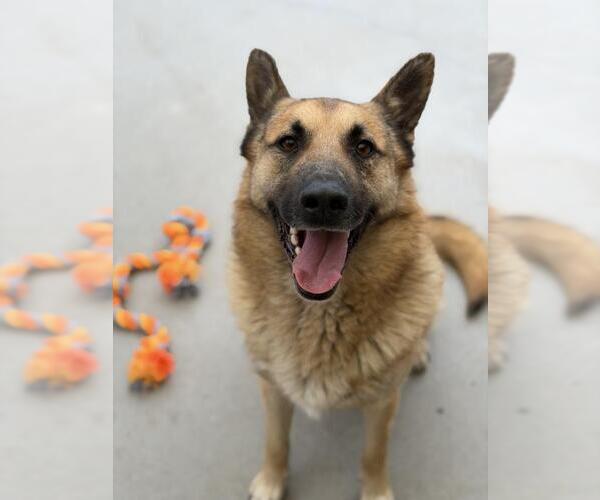 Medium Photo #1 German Shepherd Dog Puppy For Sale in Santa Maria, CA, USA