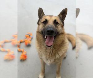 German Shepherd Dog Dogs for adoption in Santa Maria, CA, USA