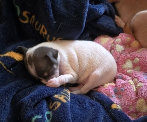 Medium Photo #5 Chihuahua Puppy For Sale in MIDDLEBURG, PA, USA