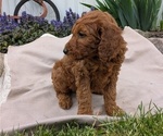 Small Photo #74 Irish Doodle Puppy For Sale in GOSHEN, IN, USA