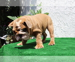 Small #4 Bulldog