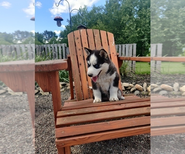 Medium Photo #3 Siberian Husky Puppy For Sale in AUBURN, NY, USA