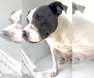 Mutt Dogs for adoption in Houston, TX, USA