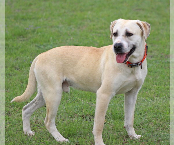Medium Photo #14 Labrador Retriever-Unknown Mix Puppy For Sale in Brewster, NY, USA