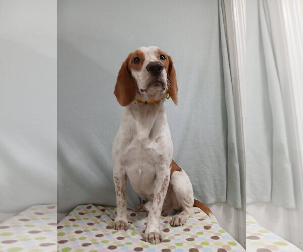 Medium Photo #7 Beagle Puppy For Sale in Murfreesboro, NC, USA