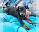 Small #3 Chiweenie