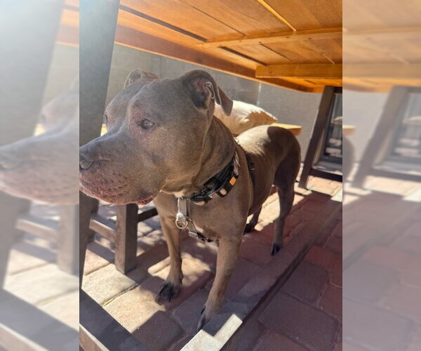 Medium Photo #2 American Pit Bull Terrier-Unknown Mix Puppy For Sale in Chandler, AZ, USA