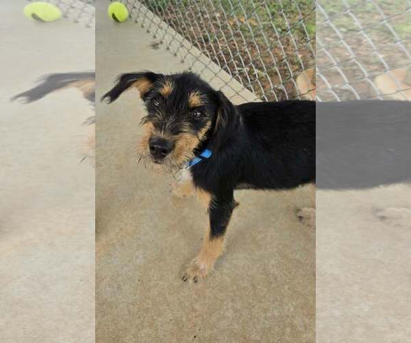Medium Photo #1 Mutt Puppy For Sale in Rustburg, VA, USA