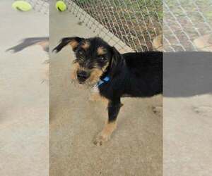 Mutt Dogs for adoption in Rustburg, VA, USA