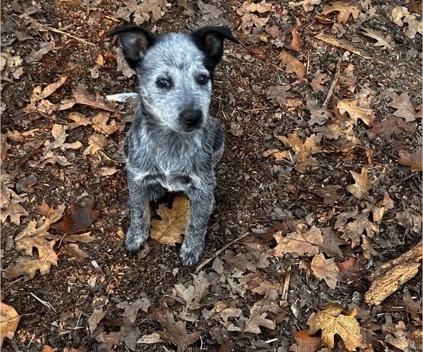 Medium Photo #6 Australian Cattle Dog Puppy For Sale in OREGON HOUSE, CA, USA