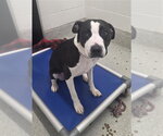 JACKSON STORM - Male Labrador Retriever-Unknown Mix Dog for Adoption - Small photo
