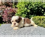 Small Photo #12 Shih Tzu Puppy For Sale in HAYWARD, CA, USA