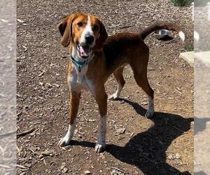 American Foxhound Dogs for adoption in Waterford, VA, USA