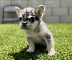 French Bulldog Puppy for sale in SAN ANTONIO, TX, USA